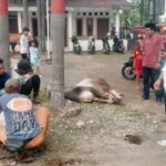 Heboh! Kades Kertajaya Sumbang 5 Sapi Sekaligus di Hari Raya Idul Adha 1446 H