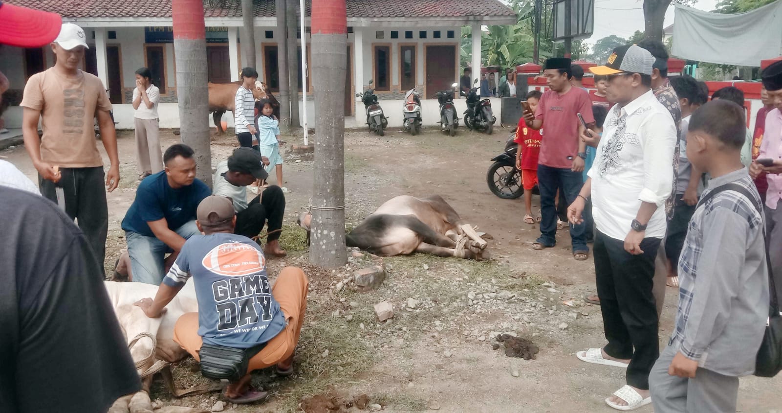 Heboh! Kades Kertajaya Sumbang 5 Sapi Sekaligus di Hari Raya Idul Adha 1446 H